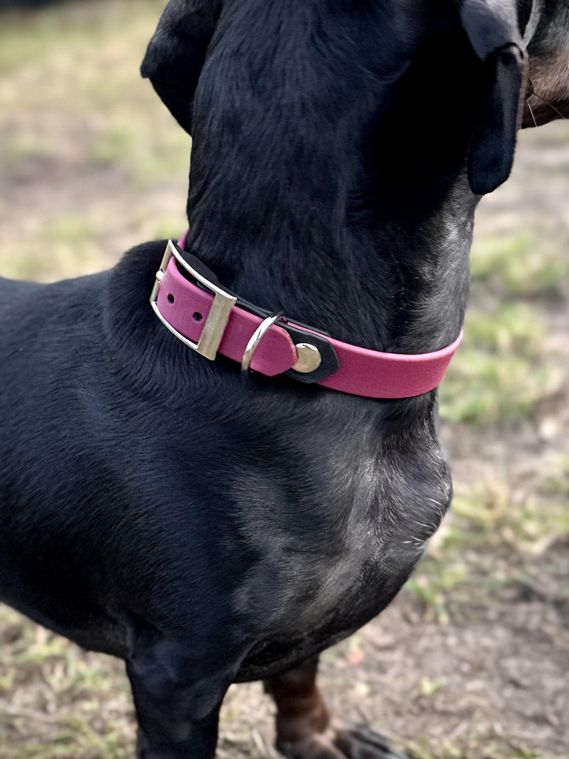 BioThane® Halsband „Maja“ – Bild 6