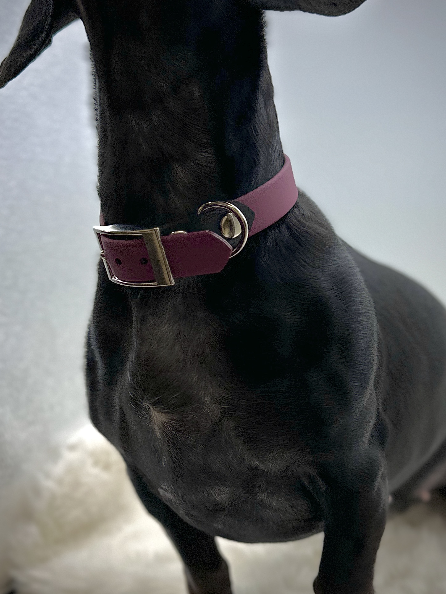 BioThane® Halsband „Maja“ – Bild 5