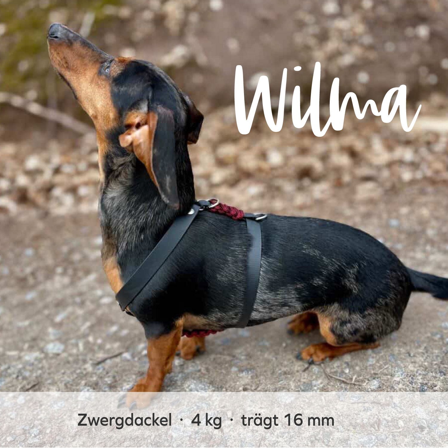 BioThane® & Paracord Hundegeschirr „Wilma“ – Bild 10