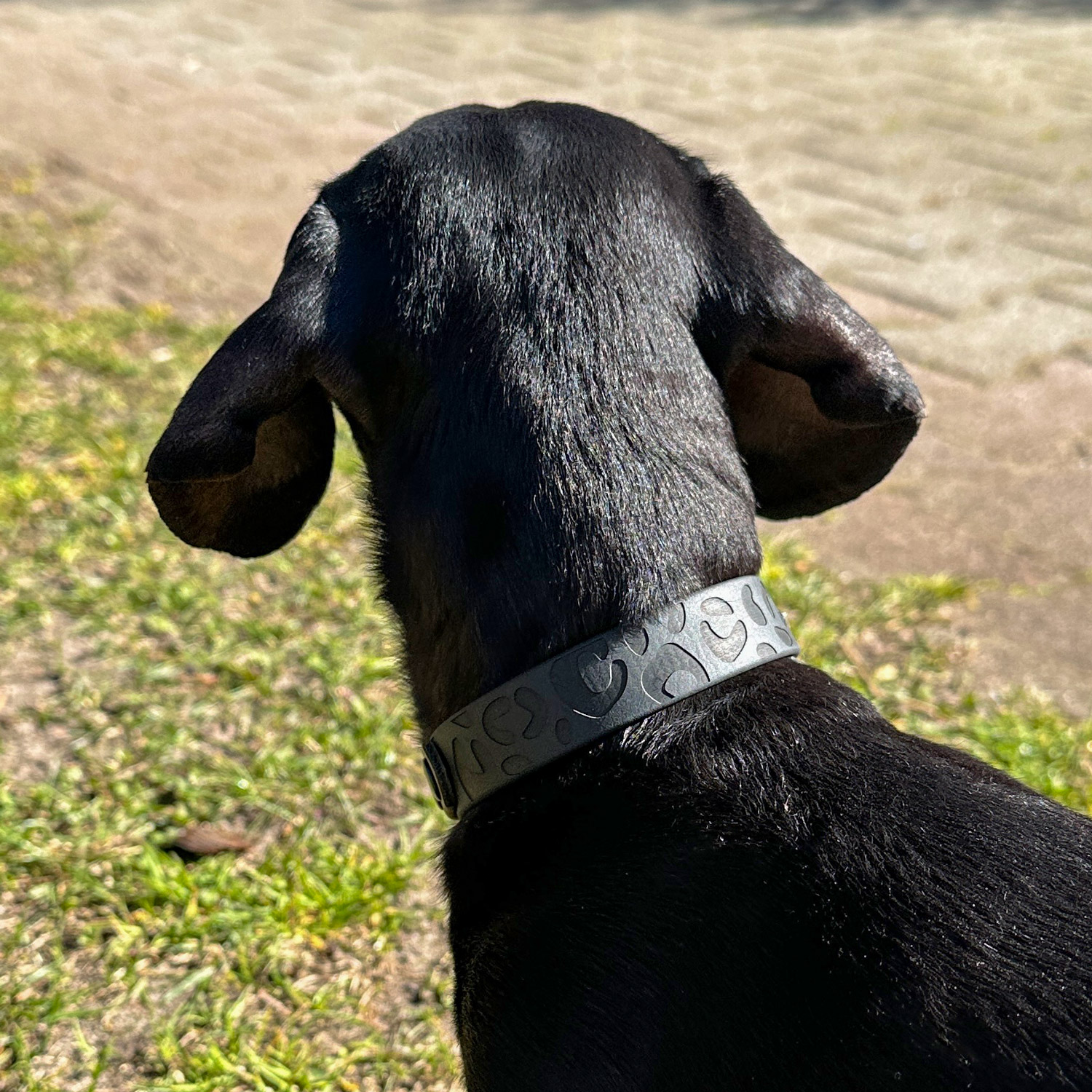 BioThane® Halsband „Leopold“ – Bild 4