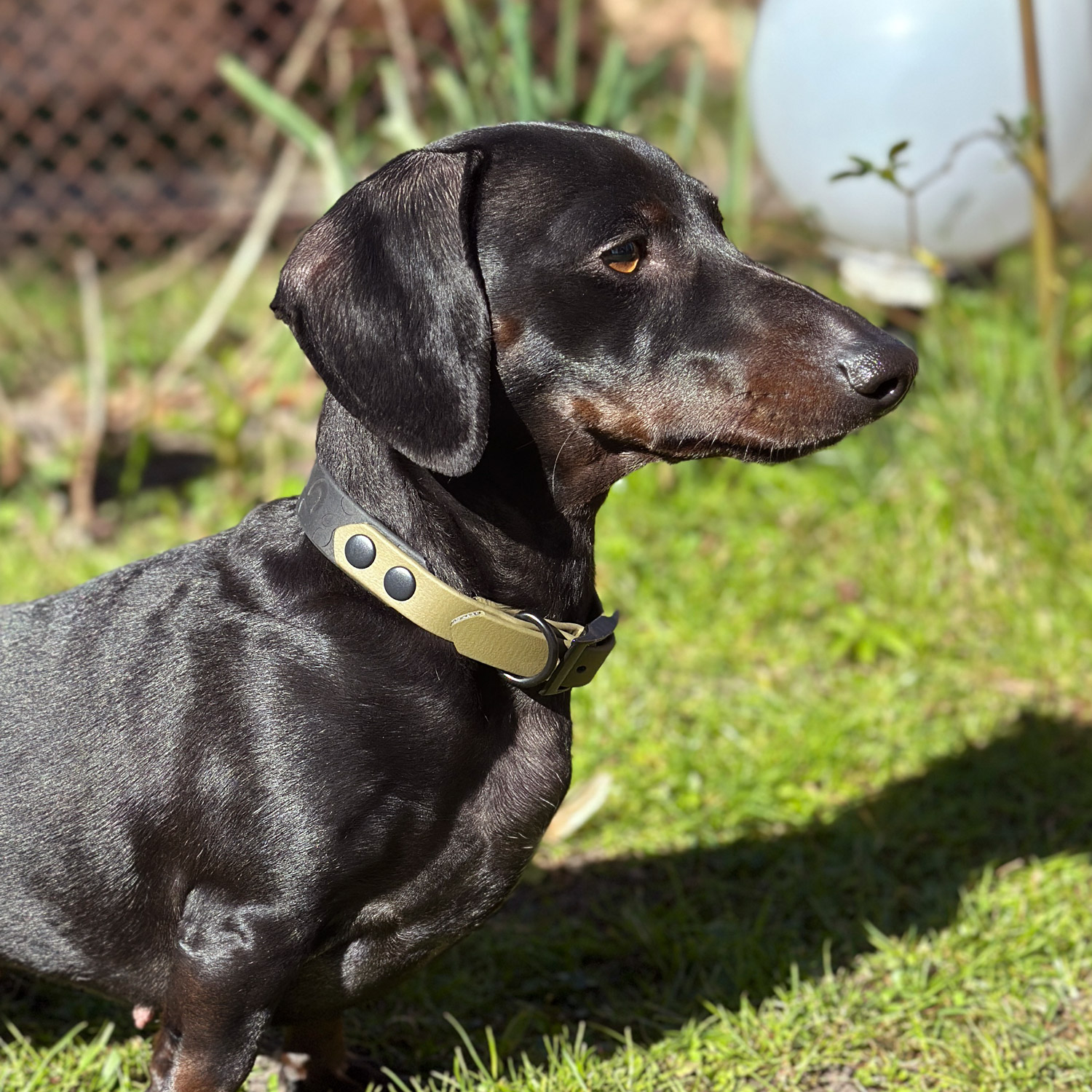 BioThane® Halsband „Leopold“ – Bild 5