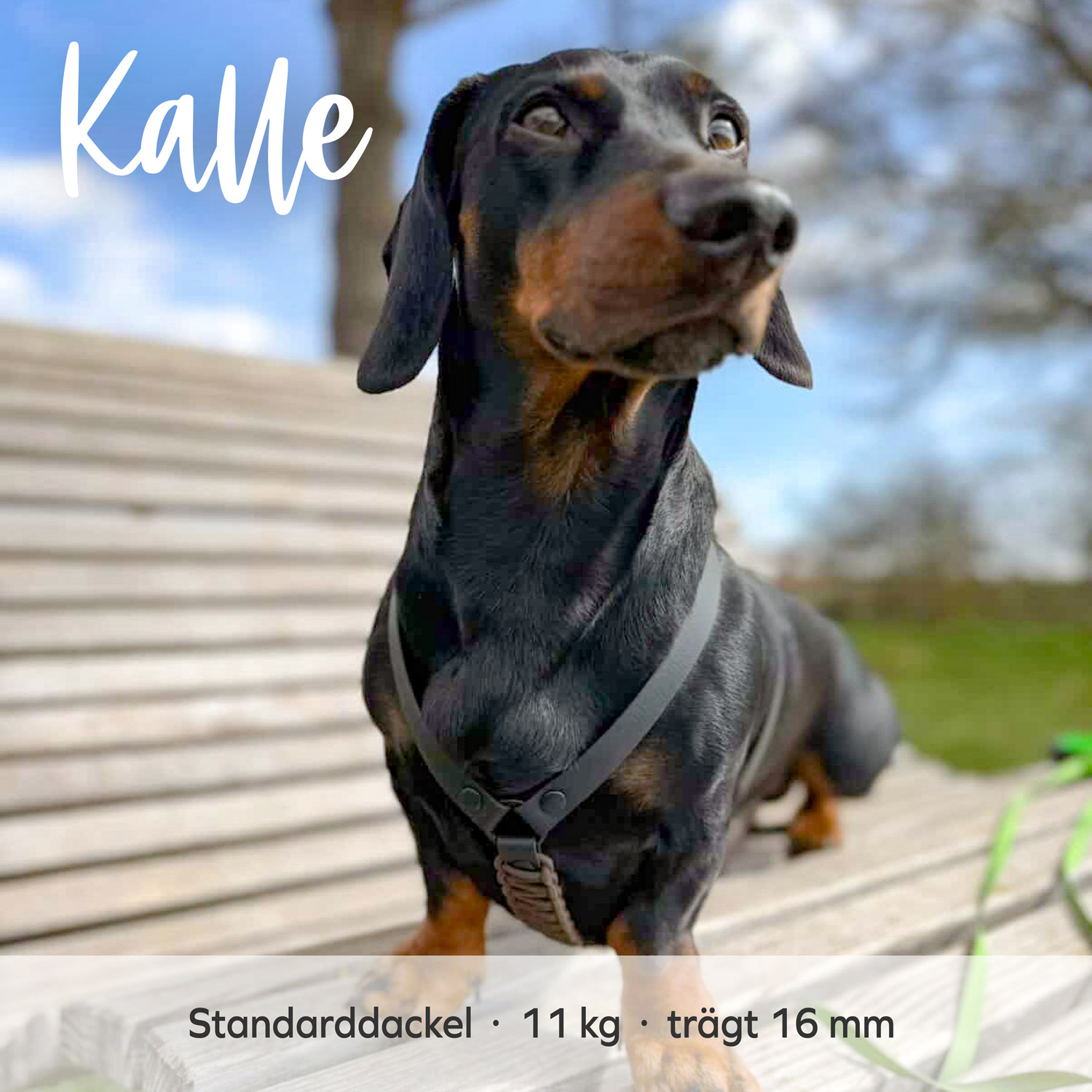 BioThane® & Paracord Hundegeschirr „Wilma“ – Bild 5