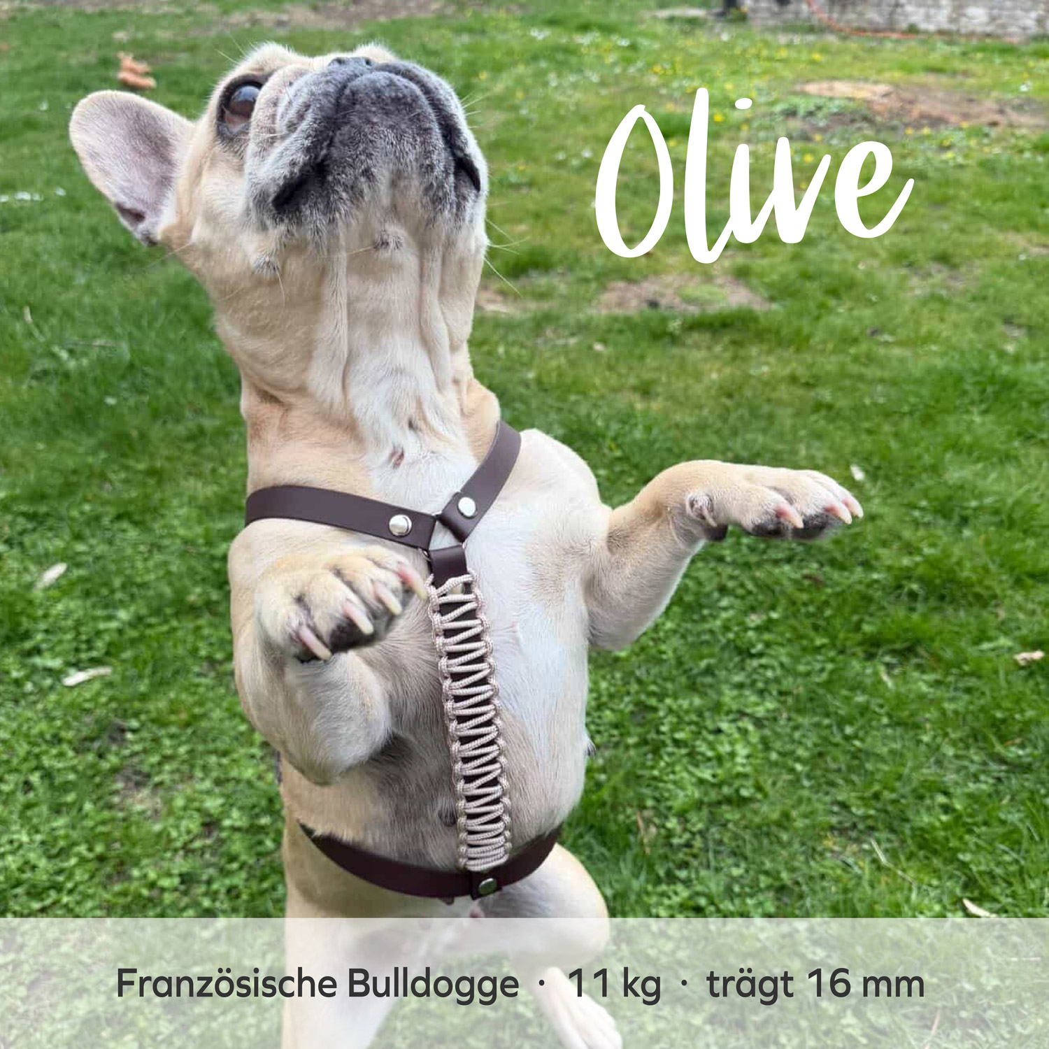 BioThane® & Paracord Hundegeschirr „Wilma“ – Bild 11