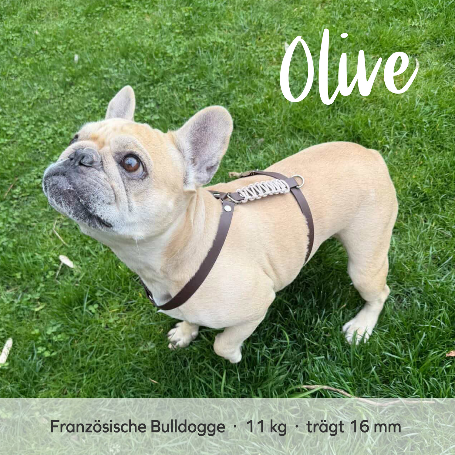 BioThane® & Paracord Hundegeschirr „Wilma“ – Bild 12