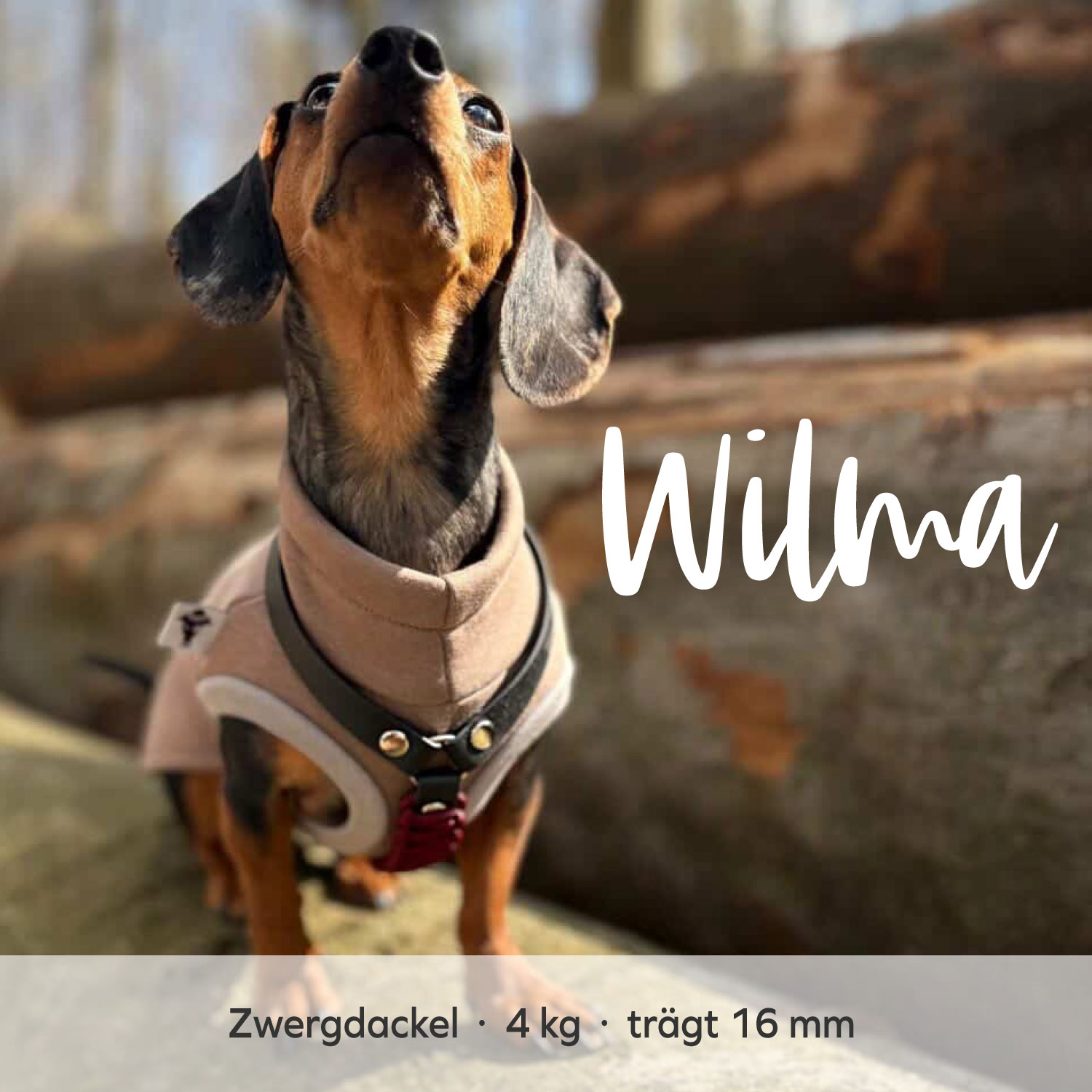 BioThane® & Paracord Hundegeschirr „Wilma“ – Bild 9
